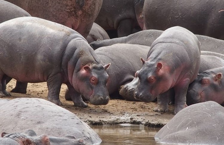 photo of 3 Days Safari - Mikumi National Park